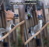 A Squirrel Feeder Like No Other