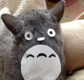 Is That You, Totoro?
