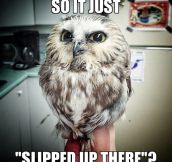 Owl Try To Explain It Again