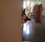 This cat stalks me at work…