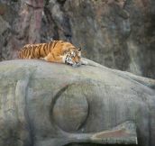 Tiger resting on a Buddha head.