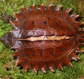 Spiny Turtle