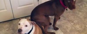 Dolly and Duke are both pit bulls who live in a suburban Indianapolis home, where Dolly just won’t stop sitting on her brother.