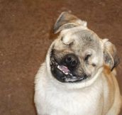 This Blind Pug Has A Very Special Gift. What He Does With It Brought Me To Tears