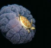A turtle riding a jellyfish