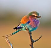 This is the Lilac-Breasted Roller Bird…