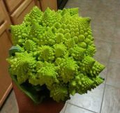 Fractal Broccoli