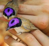 Purple Crowned Fairy Wrens