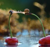Snails kiss on cherries