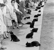 Hollywood auditions for black cat, 1961.