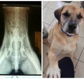 This Rescued Dog Looked Normal From The Outside. But His X-Rays Revealed A Shocking Past