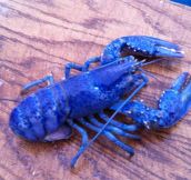 Very rare blue lobster