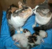 Mom and dad cat kiss while watching over their babies. Best family picture ever.
