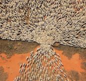 A herd of sheep entering a new paddock
