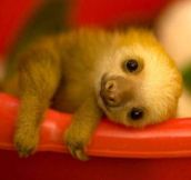 Oh hi, I’m a baby sloth…
