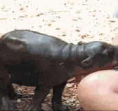 Baby Hippopotamus Are Just Like Dogs