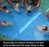 Introducing Water To Guinea Pigs