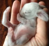 Super Tiny Baby Bunny Must Have Escaped My Dreams