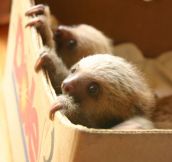 Sloths In a Box