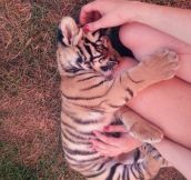 Tiger Cuddles Must Be Like 100 Kitties Cuddling You At Once