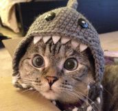 A Cat Being Swallowed By a Shark