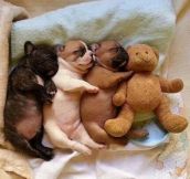 Cutest Things Ever in 3…2…1