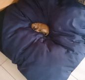 The Tiniest Little Pup