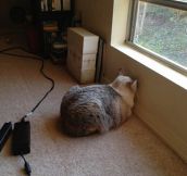Cats That Can’t Figure Out What to Do With Walls