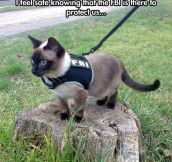 Feline Bureau Of Investigation