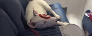 Target Dog In First Class