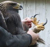 Eagles Have Large Talons