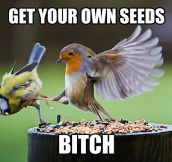 Angry Birds In Real Life