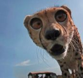 Cheetah Derping Into The Camera…