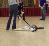 Husky Is Not In The Mood