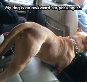 Awkward Car Passenger