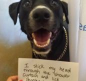 Dog Confession