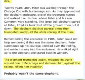 This Is Why They Say Elephants Have a Great Memory