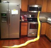 Snake In The Kitchen