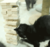 Cats Playing Jenga