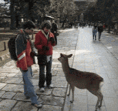 The Bowing Deer Of Nara, Japan