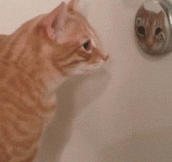 Mirror Mirror In Da Tubs, Who Will Give Me Belly Rubs?