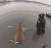 Deer Being Rescued From Frozen Lake