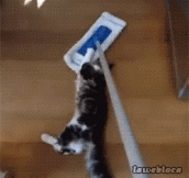 Mopping The Floor With Your Cats Gives It That Special Shine