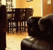 Puppy Fails At Jumping On Couch