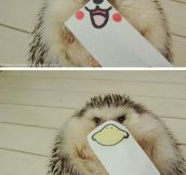 The Many Faces Of a Hedgehog