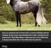 Breathtaking Horse Colors