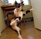 Karate Cat Kick