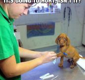 Poor Puppy
