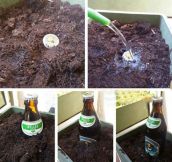 How To Grow a Beer