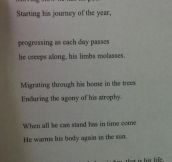 A Sloth Poem For Poetry Class